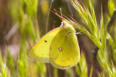Colias harfordii