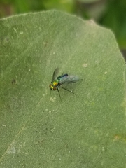 Condylostylus longicornis