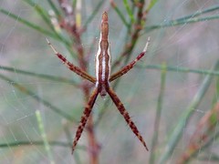 Argiope probata