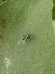 Condylostylus longicornis