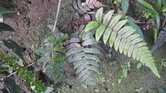 Blechnum appendiculatum
