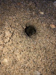 Leptuca pugilator