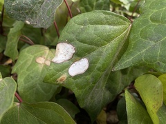 Colletotrichum trichellum