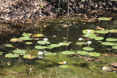 Nymphaea macrosperma