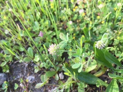 Trifolium microcephalum