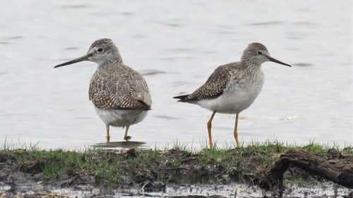 Archibebe patigualdo grande (Tringa melanoleuca)
