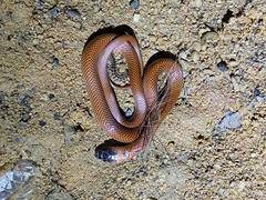 Oxyrhopus melanogenys