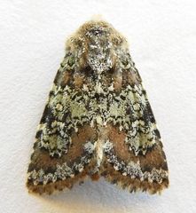 Hemibryomima chryselectra