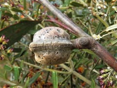 Hakea obtusa