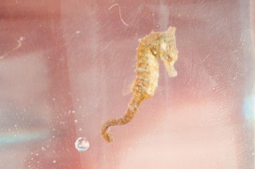 Dwarf seahorse (Hippocampus zosterae) — Syngnathidae — 2