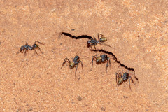 Camponotus aurocinctus