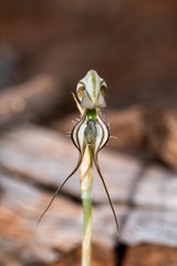 Pterostylis biseta