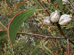 Hakea obtusa