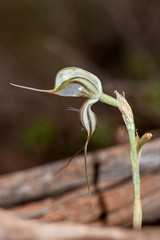 Pterostylis biseta