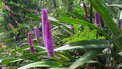 Arpophyllum giganteum