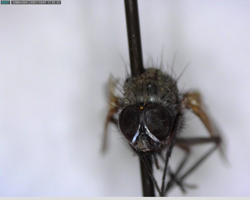 iNaturalist observation photo of Flies