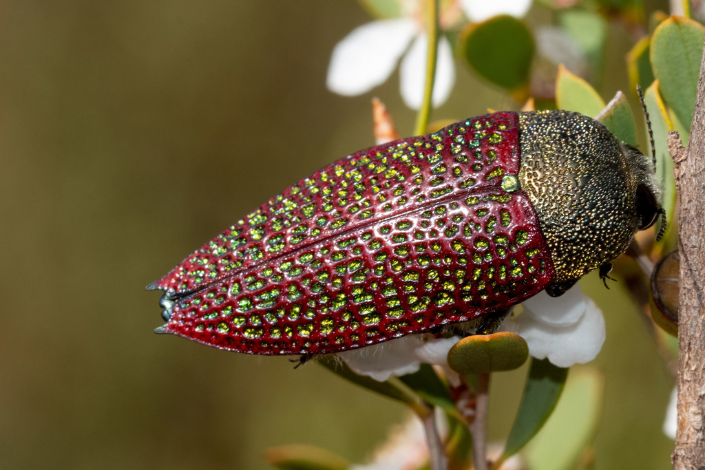 Genus Stigmodera · iNaturalist