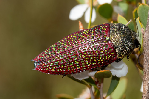 Genus Stigmodera · iNaturalist