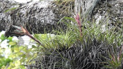 Tillandsia punctulata