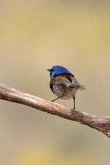 Malurus pulcherrimus