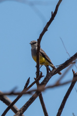 Eopsaltria griseogularis