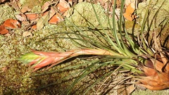 Tillandsia punctulata