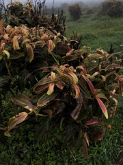 Miconia robinsoniana