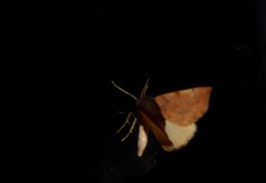 Sestra humeraria