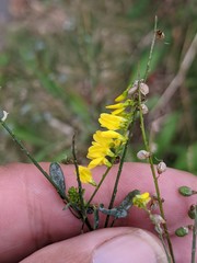 Melilotus altissimus