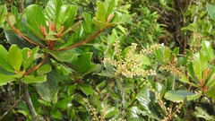 Clethra purpusii