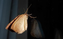 Sestra humeraria