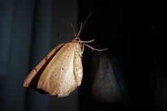 Sestra humeraria