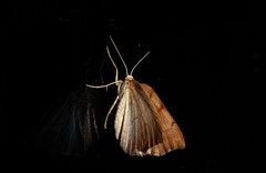 Sestra humeraria