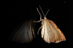 Sestra humeraria