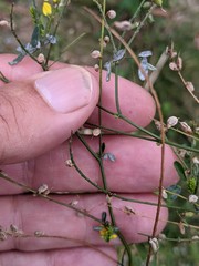Melilotus altissimus