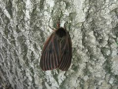 Heliconisa pagenstecheri
