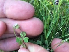 Trifolium microdon