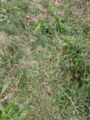 Melilotus altissimus