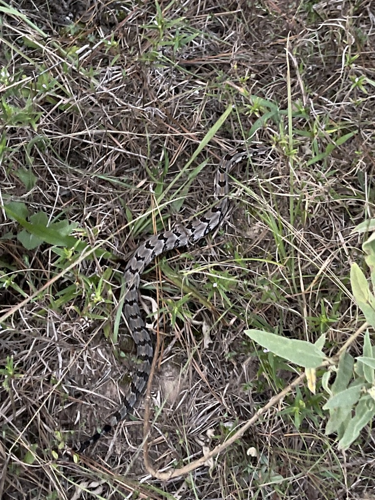 Timber Rattlesnake From Enzo's Way, Montgomery, Tx, Us On October 07 