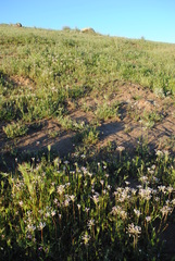 Allium haematochiton