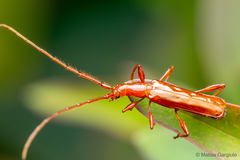 Chenoderus testaceus