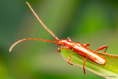 Chenoderus testaceus