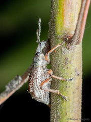 Hybreoleptops tuberculifer