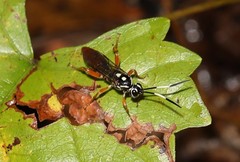 Cratichneumon w-album
