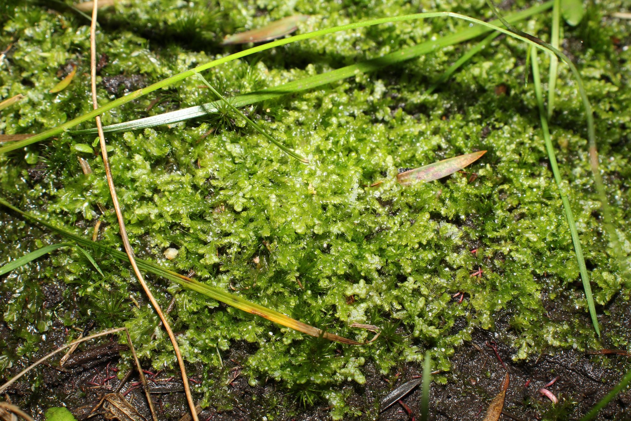 Ceramanus clatritexta