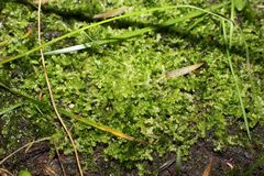 Ceramanus clatritexta