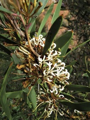 Hakea pandanicarpa