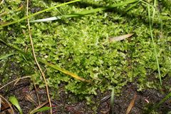 Ceramanus clatritexta