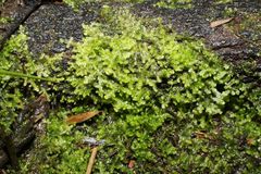 Ceramanus clatritexta