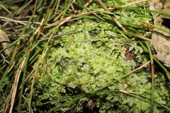 Ceramanus clatritexta